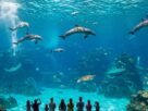 Discover the Wonders of Marine Life at Miami Seaquarium Florida’s Premier Aquarium